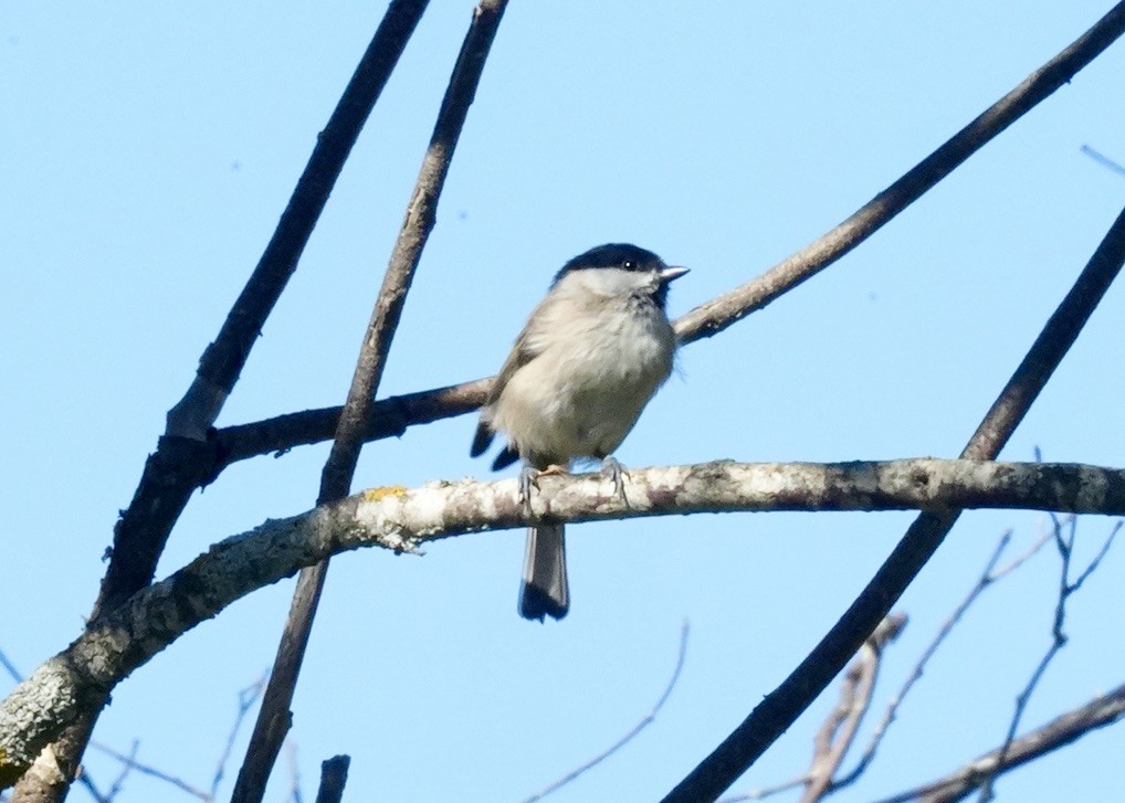 Marsh Tit - ML623846832