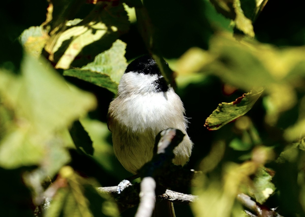 Marsh Tit - ML623846833