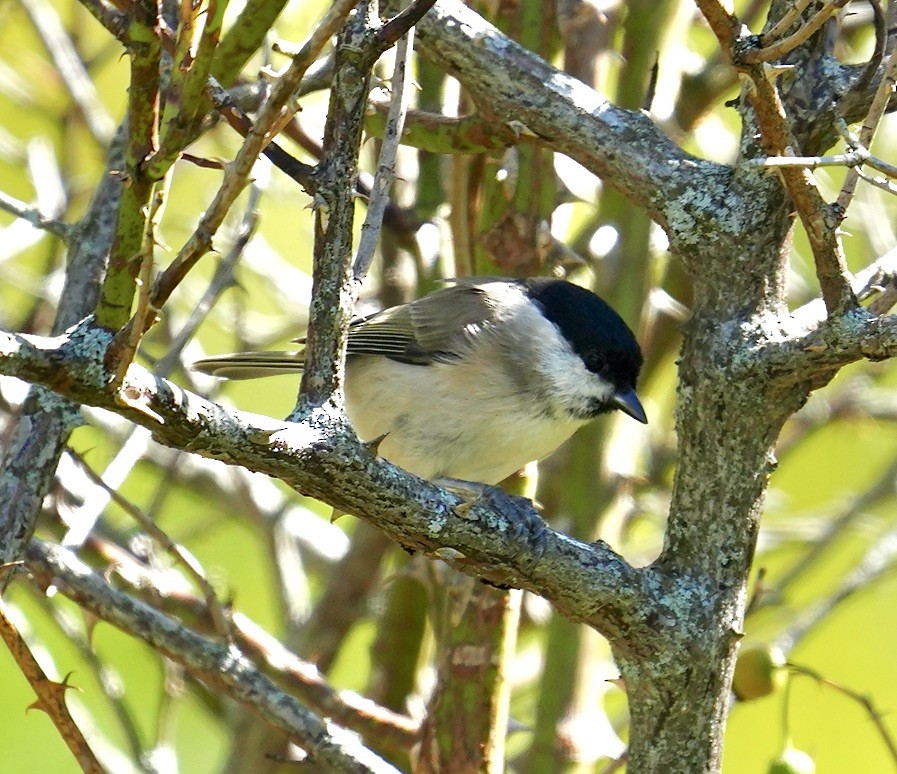 Marsh Tit - ML623846834