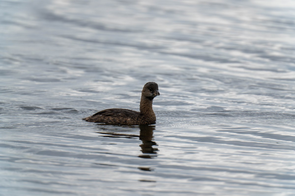 Pied-billed Grebe - ML623846899