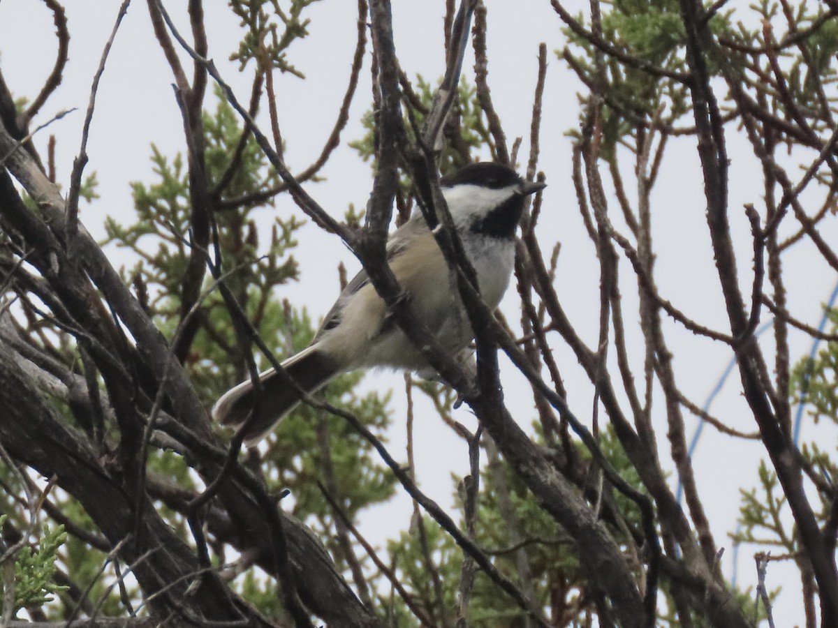 Black-capped Chickadee - ML623846918