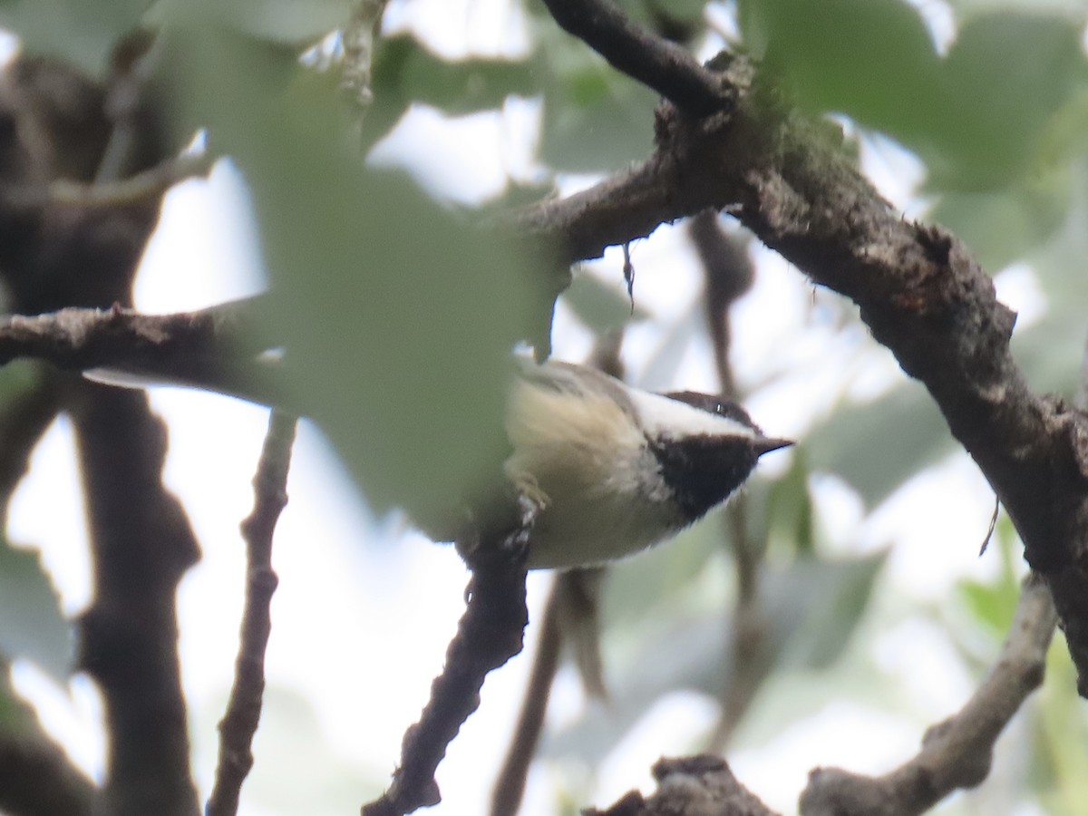 Black-capped Chickadee - ML623846919