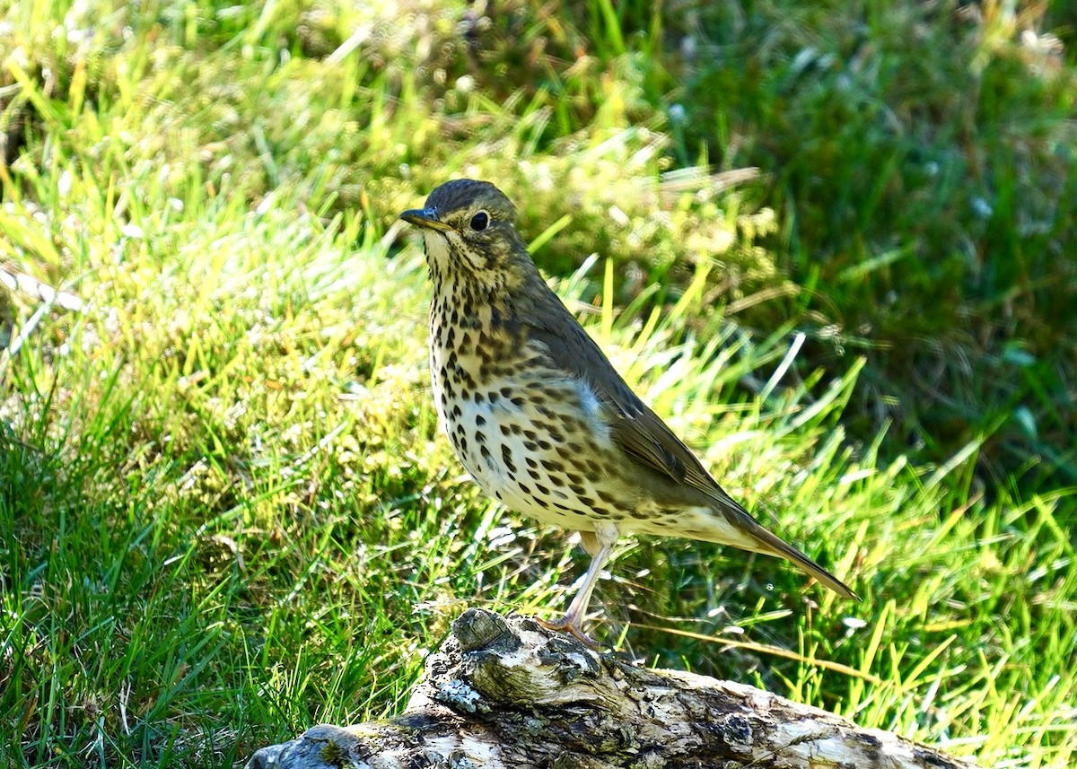 Song Thrush - ML623846935