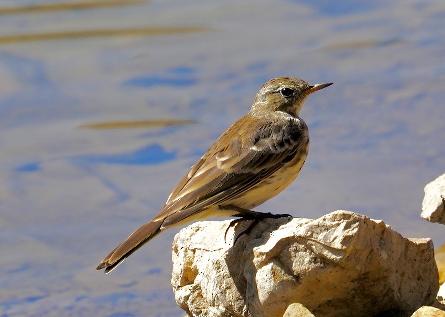 linduška horská - ML623846950