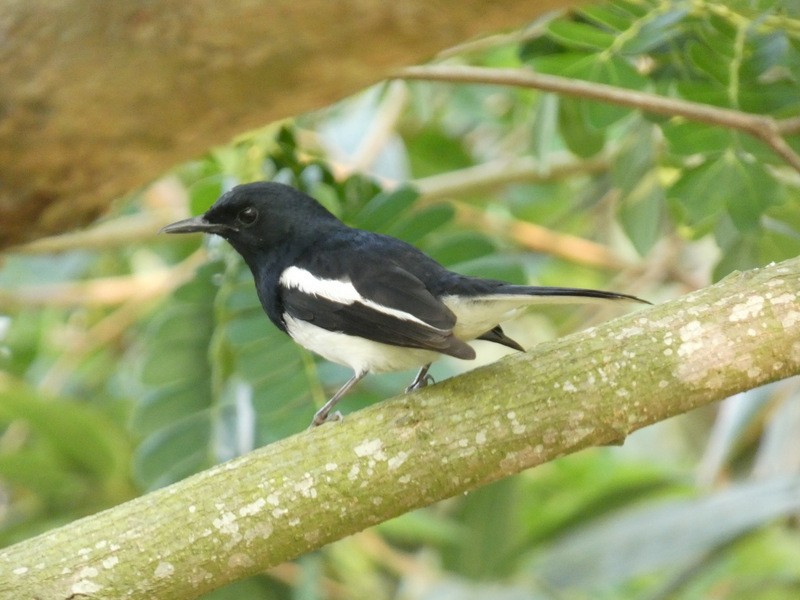 Oriental Magpie-Robin - Jeff Harding