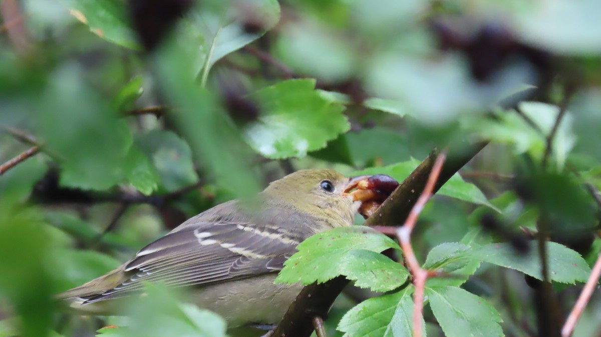 Western Tanager - ML623846971