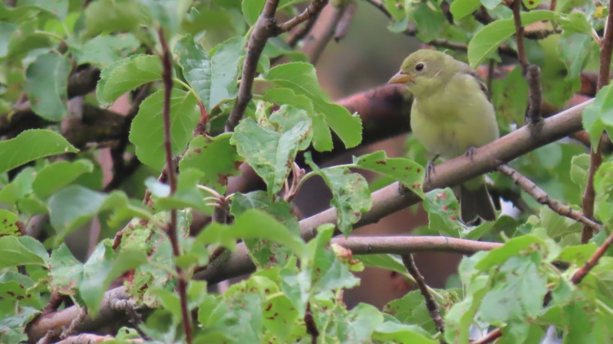 Western Tanager - ML623846972