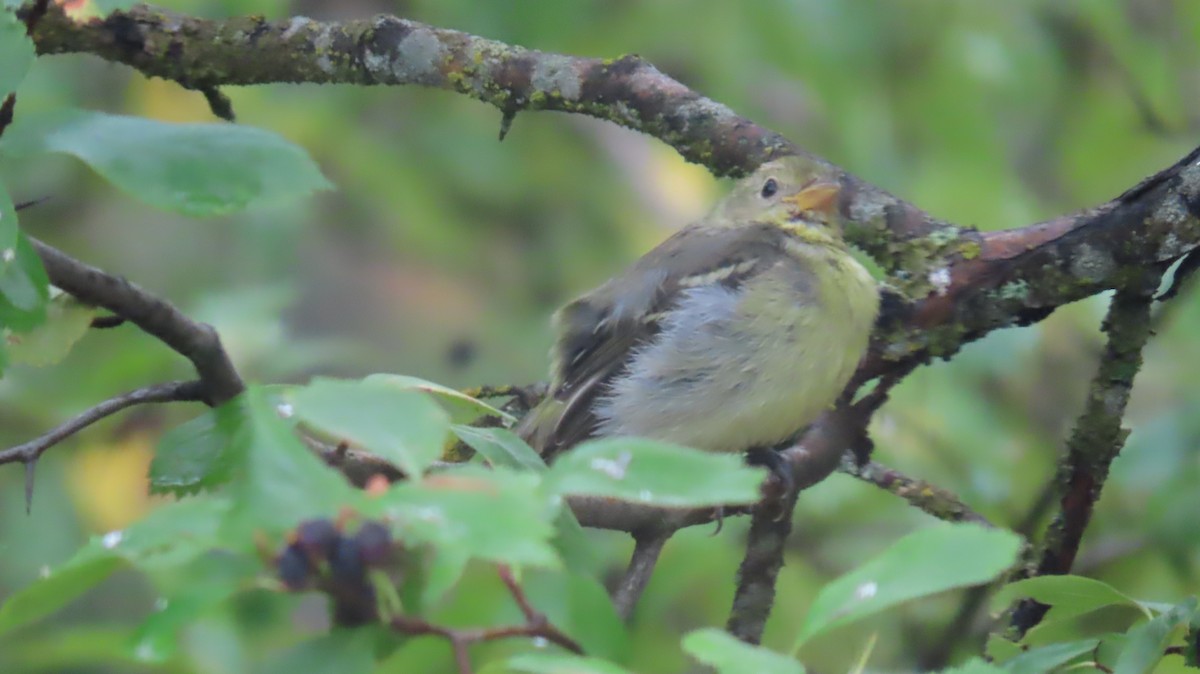 Western Tanager - ML623846973