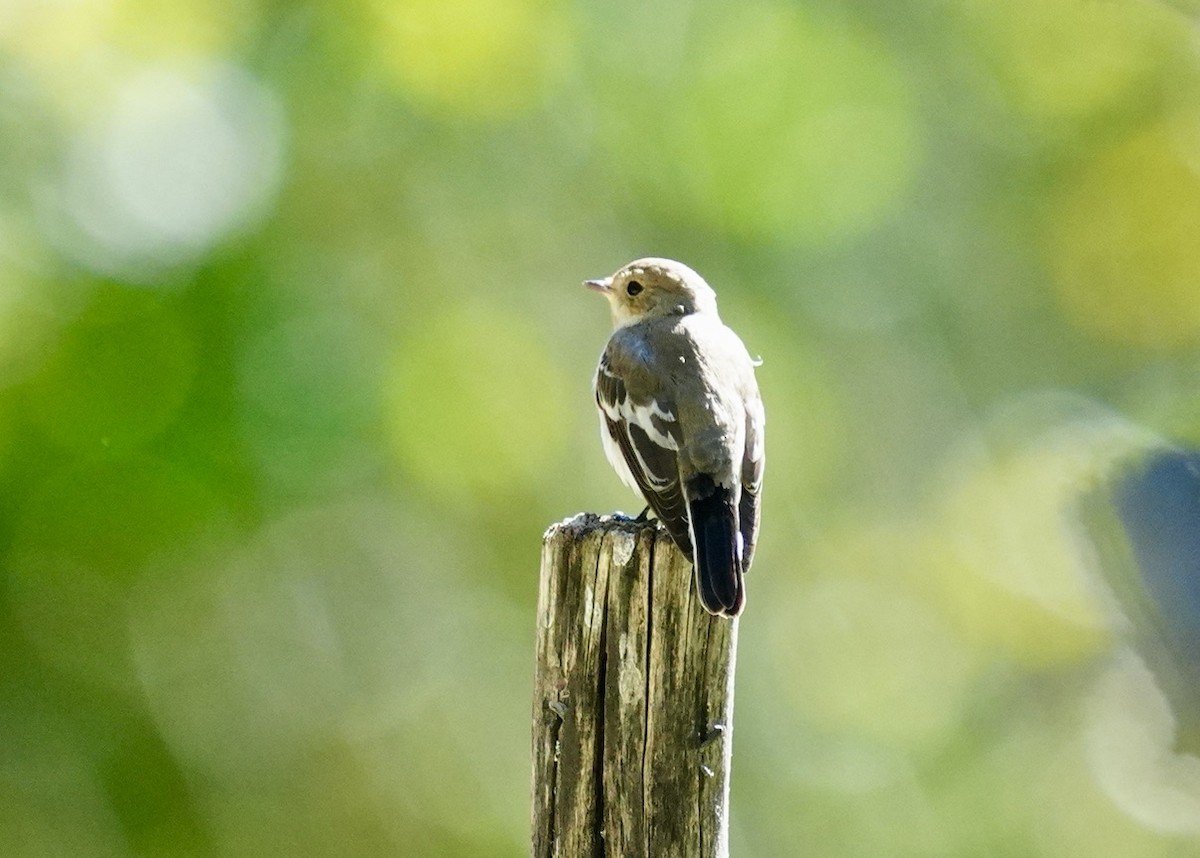 European Pied Flycatcher - ML623846978