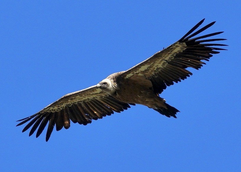 Eurasian Griffon - ML623846992