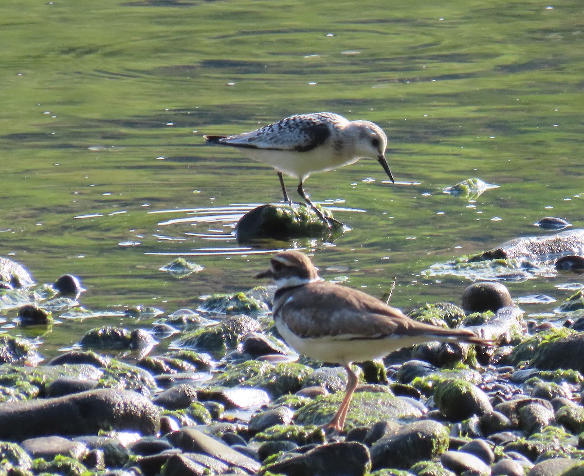 Sanderling - ML623847001