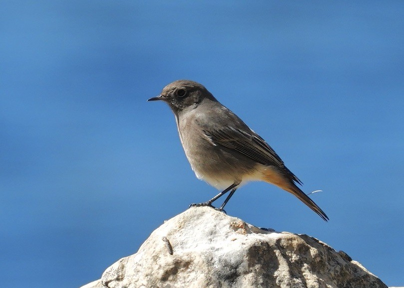 Black Redstart - ML623847018