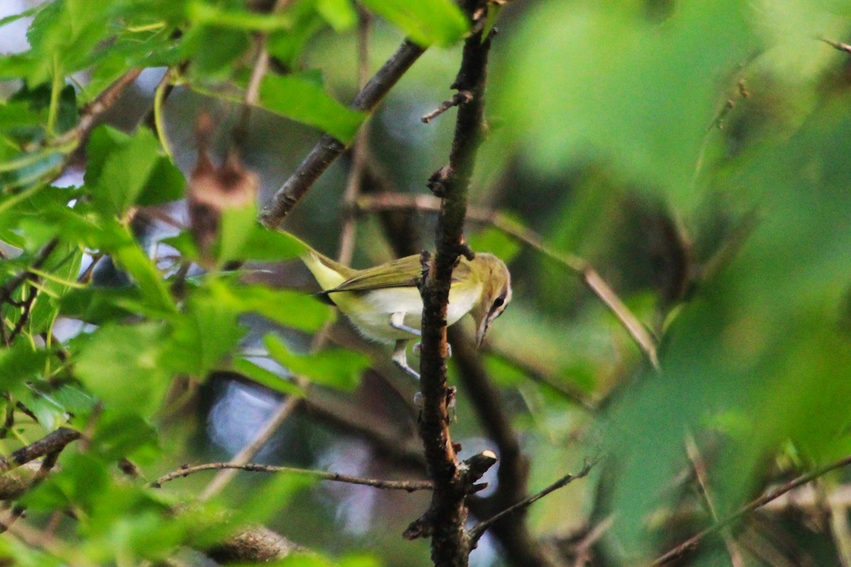 Vireo Ojirrojo - ML623847035