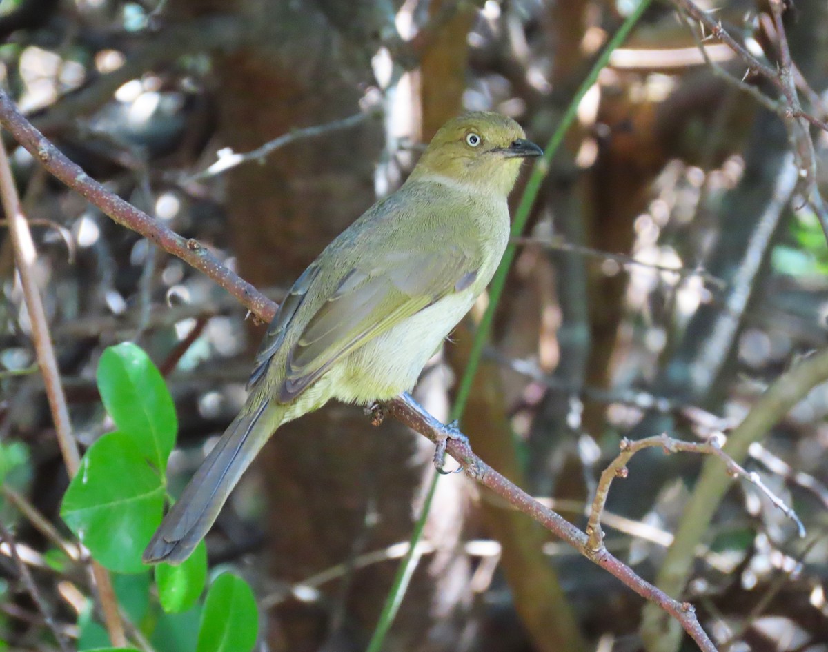 Sombre Greenbul - ML623847109