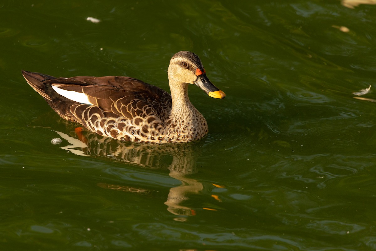 Indian Spot-billed Duck - ML623847146