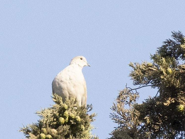 Tórtola Turca - ML623847169