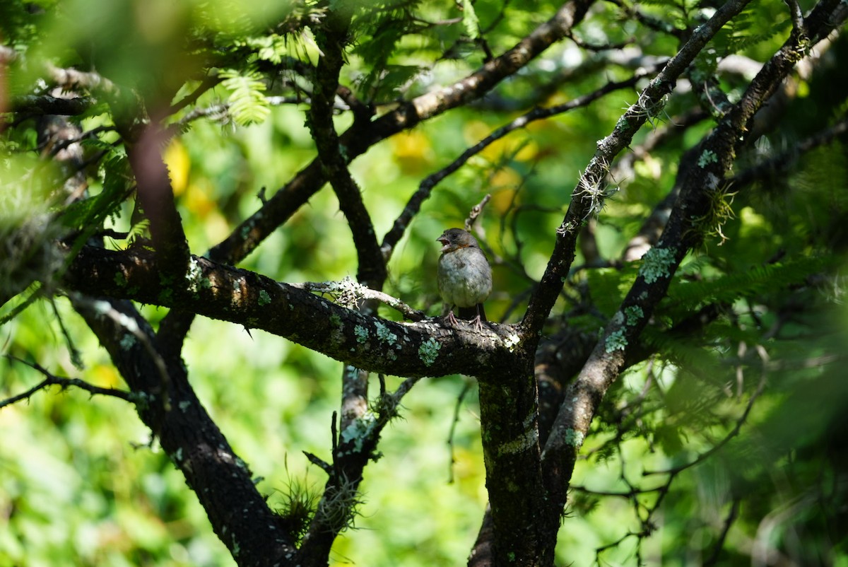 White-throated Towhee - ML623847179