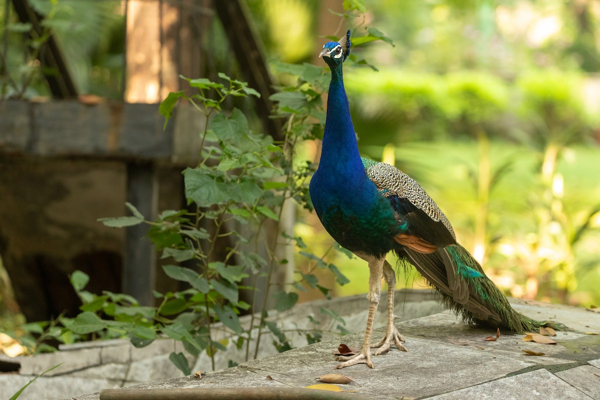 Indian Peafowl - ML623847194