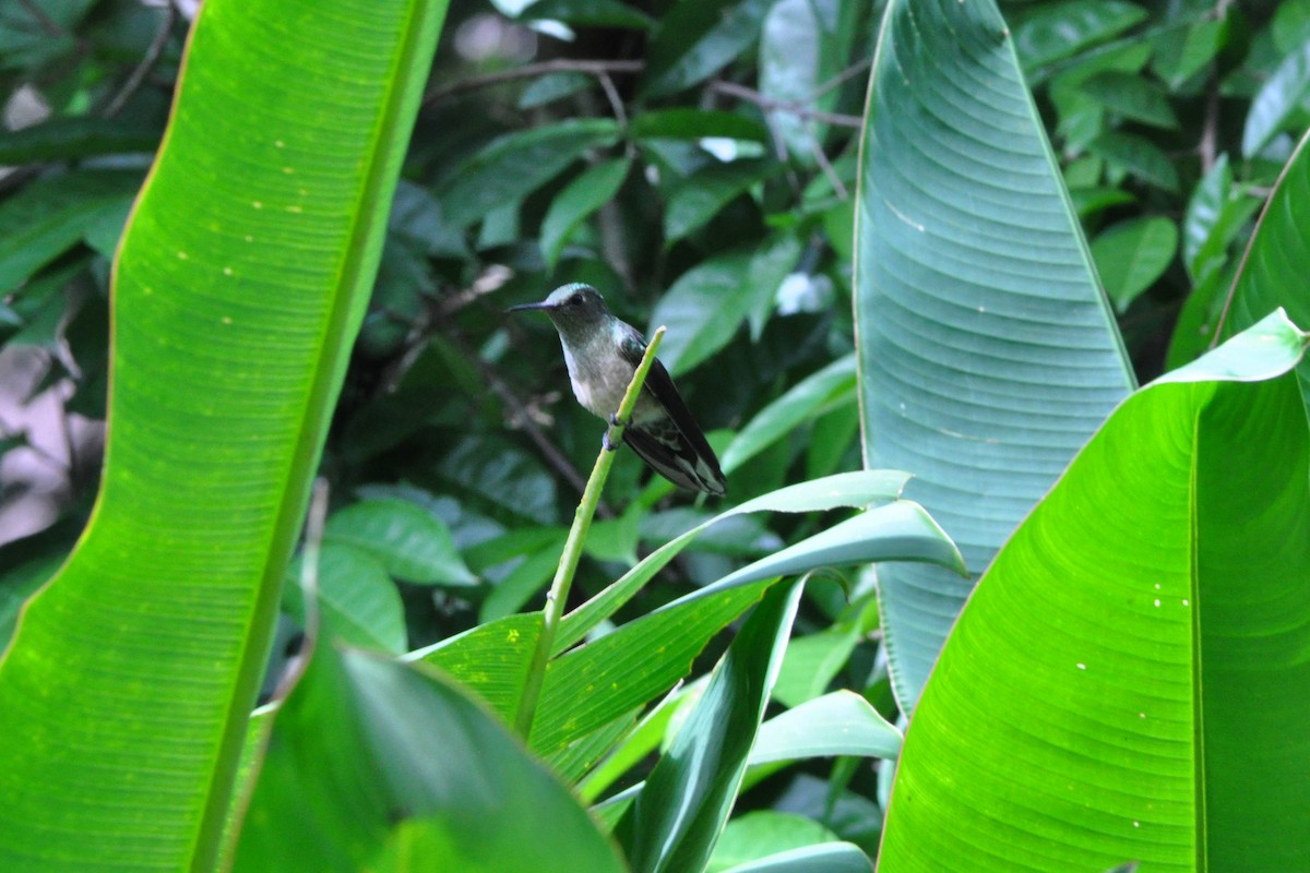 Colibrí de Cuvier - ML623847212