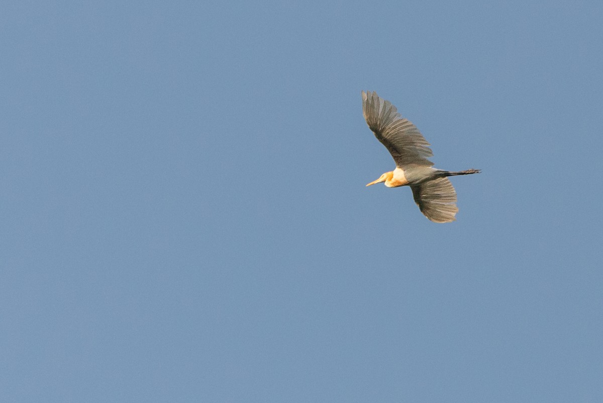 Eastern Cattle Egret - Oscar Wainwright