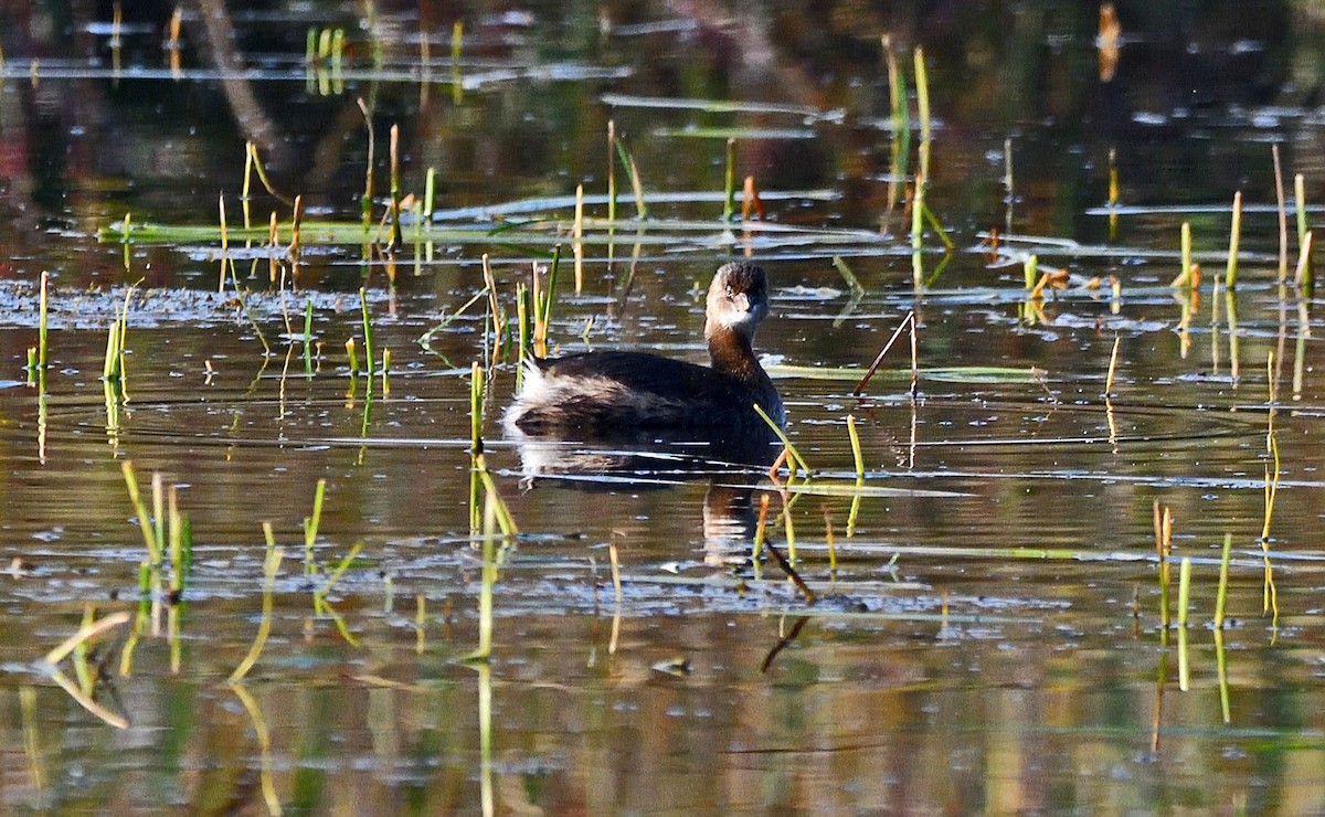 Pied-billed Grebe - ML623847258