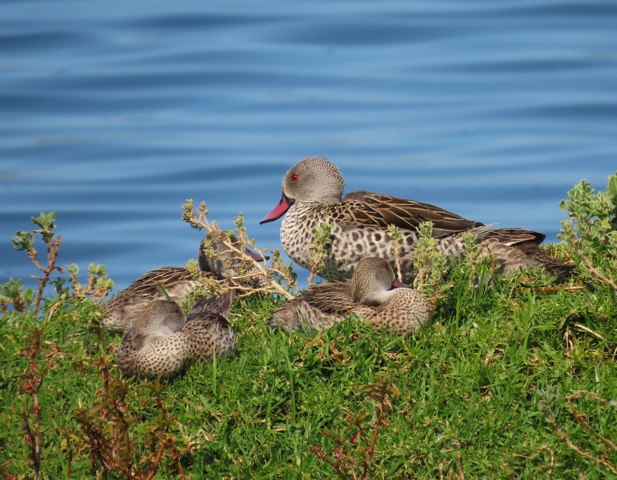 Cape Teal - ML623847279