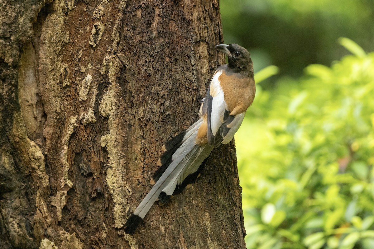 Rufous Treepie - ML623847314