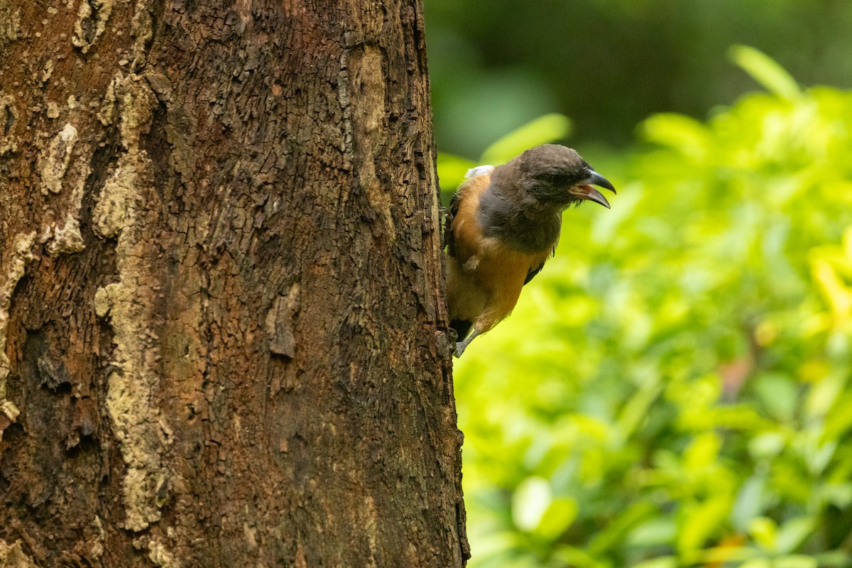 Rufous Treepie - ML623847315