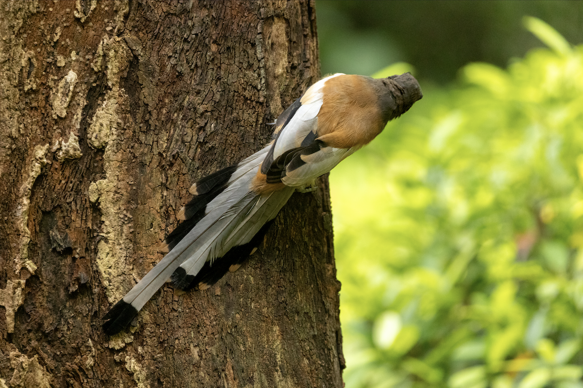 Rufous Treepie - ML623847367