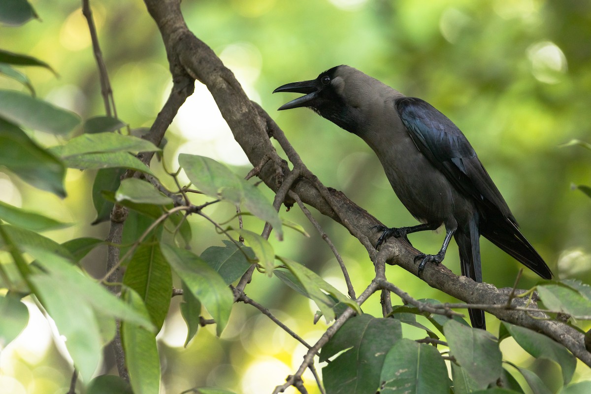 House Crow - ML623847396