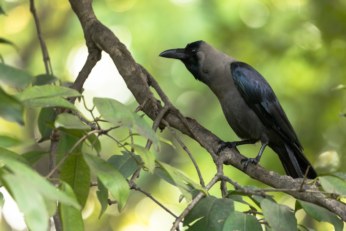 House Crow - ML623847397