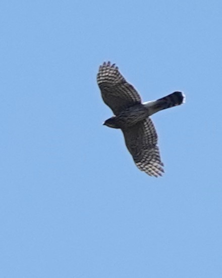 American Goshawk - ML623847406