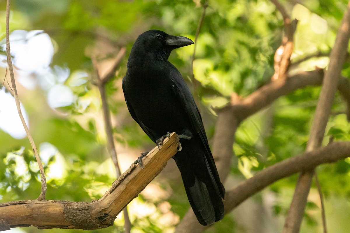 Large-billed Crow - ML623847410