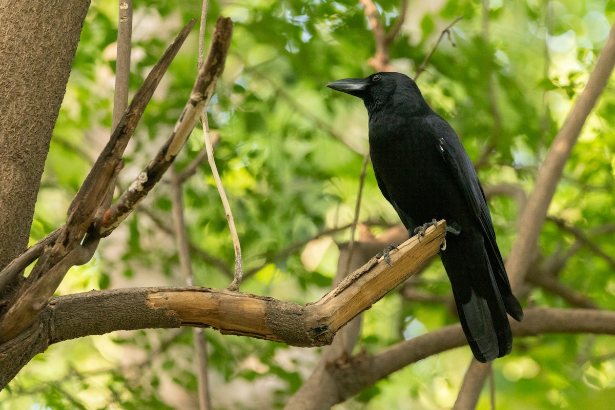 Large-billed Crow - Oscar Wainwright