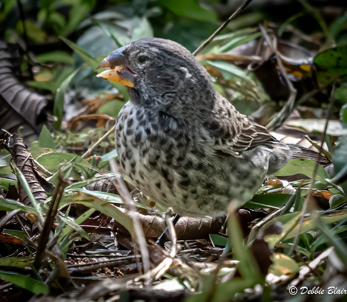 Large Ground-Finch - ML623847443