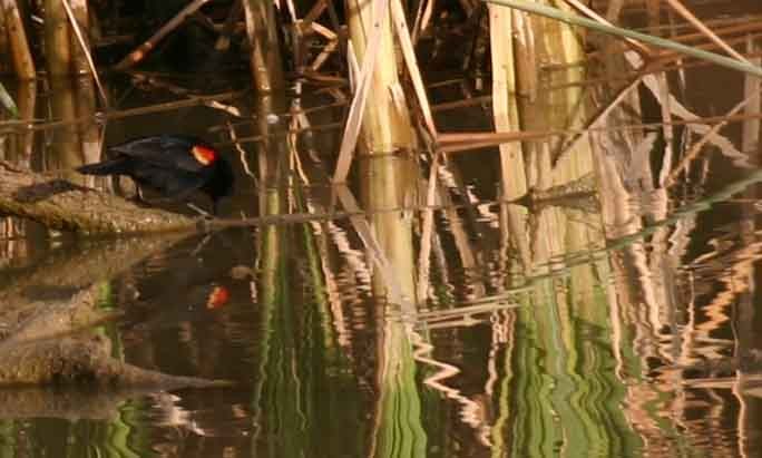 Red-winged Blackbird - ML623847453