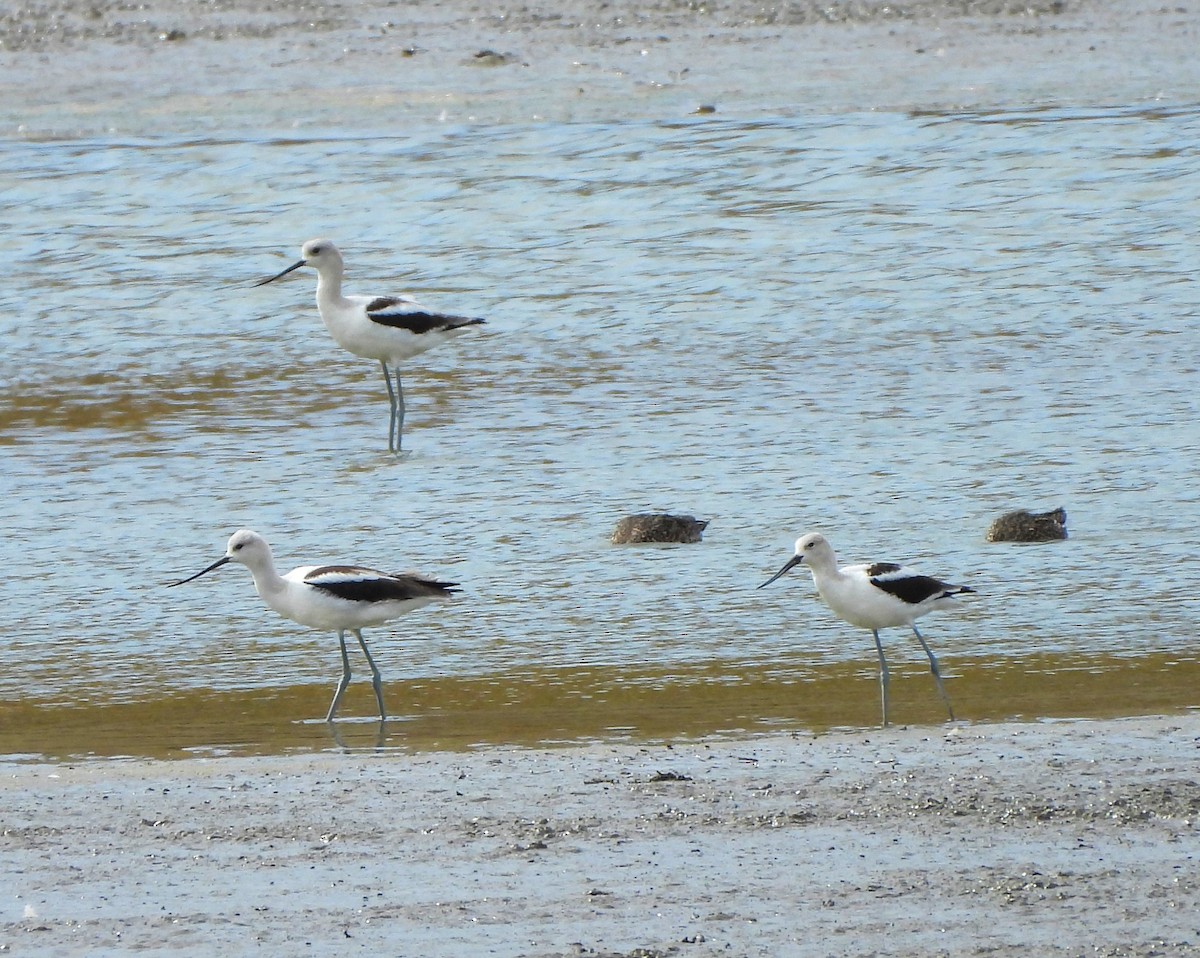 American Avocet - Jan Thom