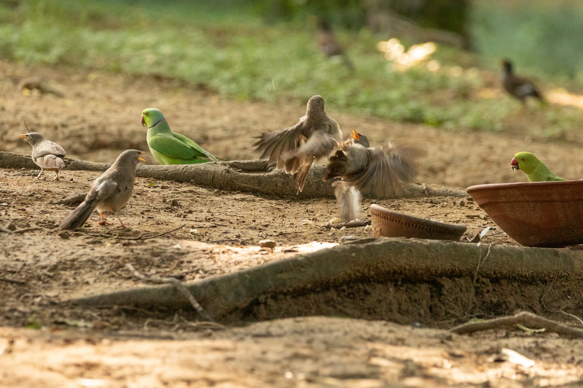 Jungle Babbler - ML623847477