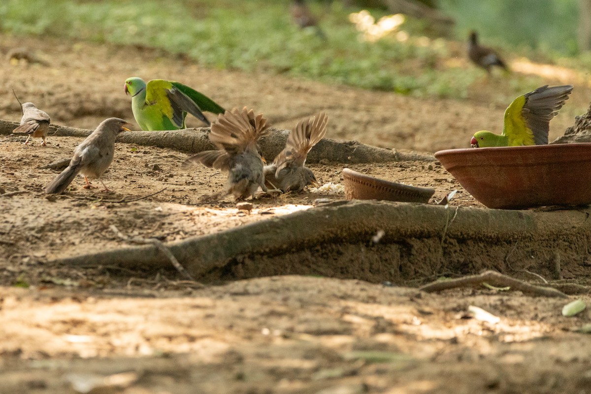 Jungle Babbler - ML623847478