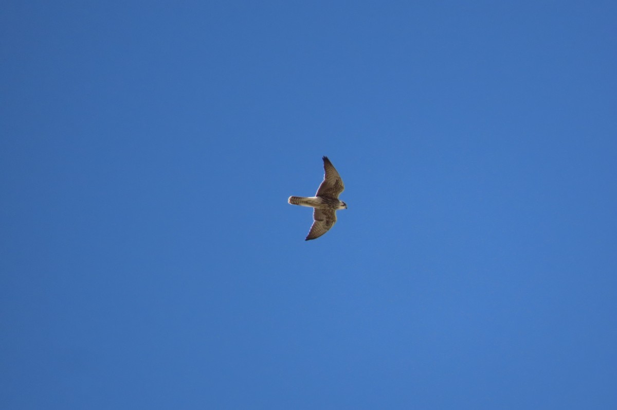 Lanner Falcon - João Tomás