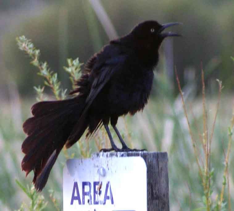 Great-tailed Grackle - ML623847499