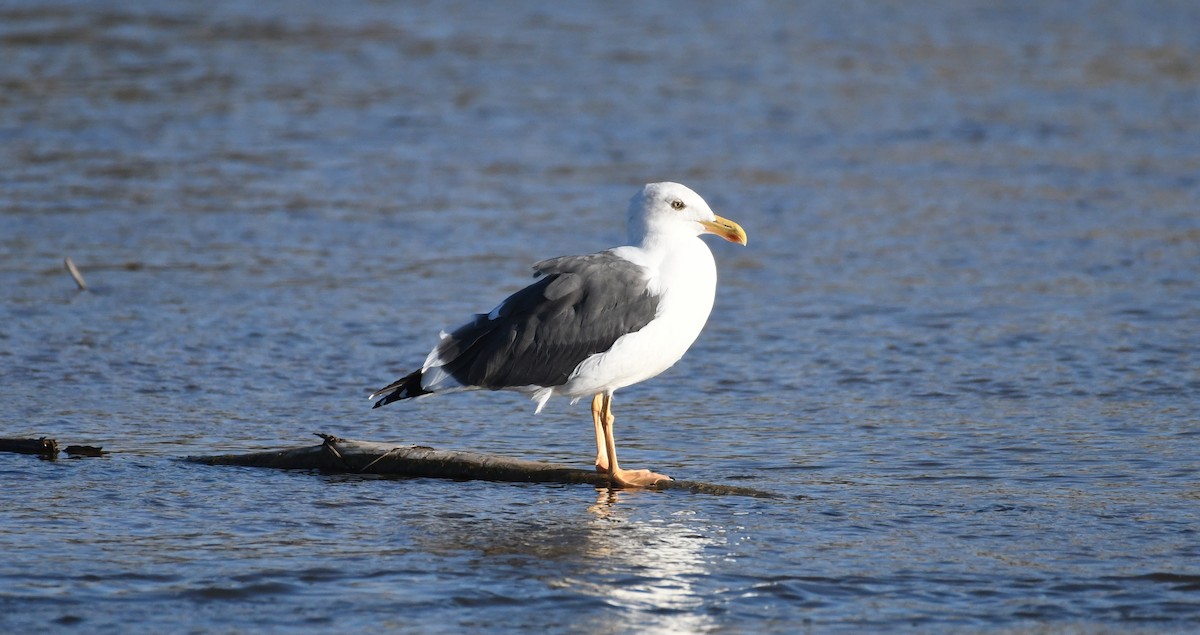 Yellow-footed Gull - ML623847508