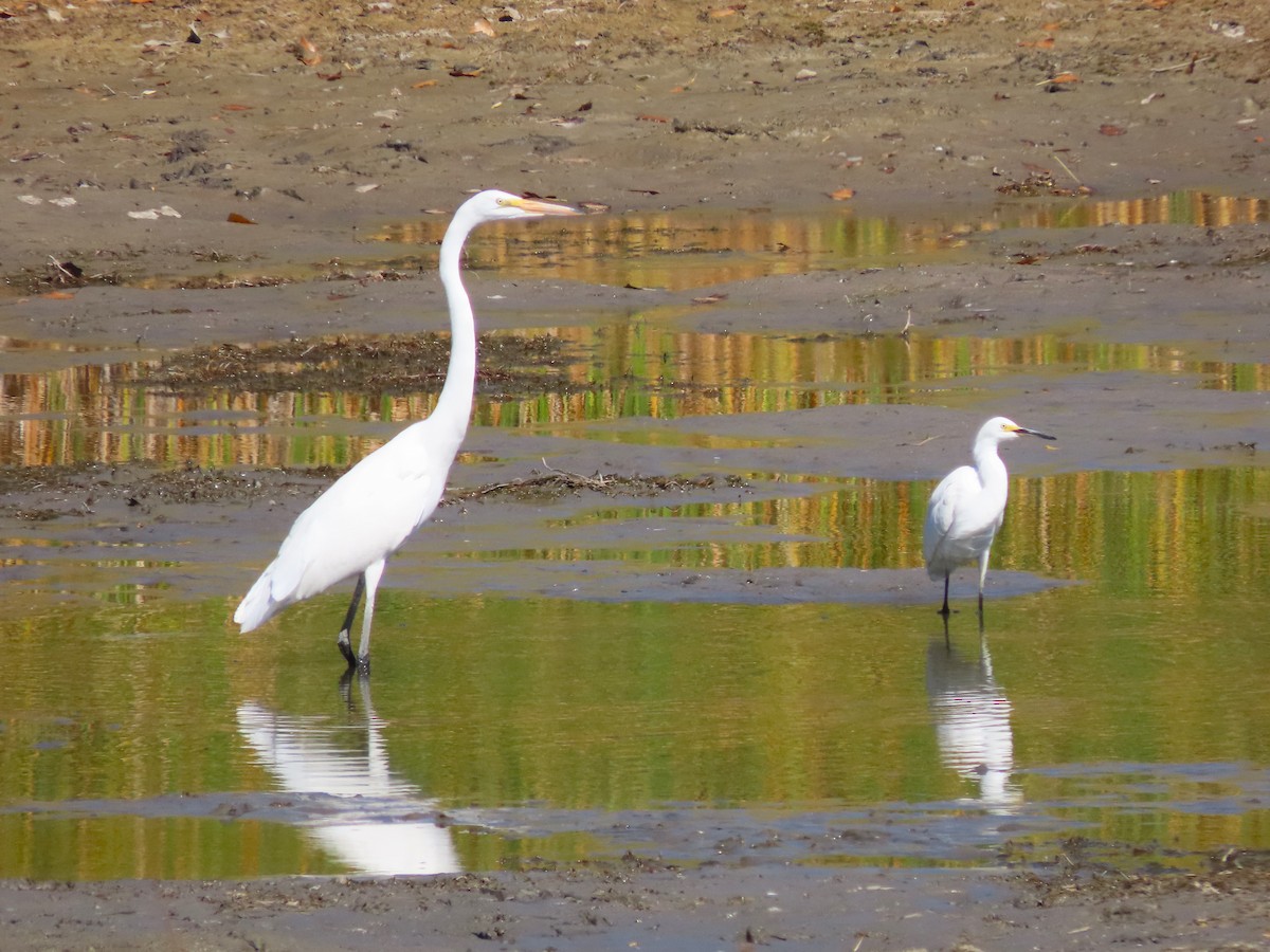 Great Egret - ML623847542