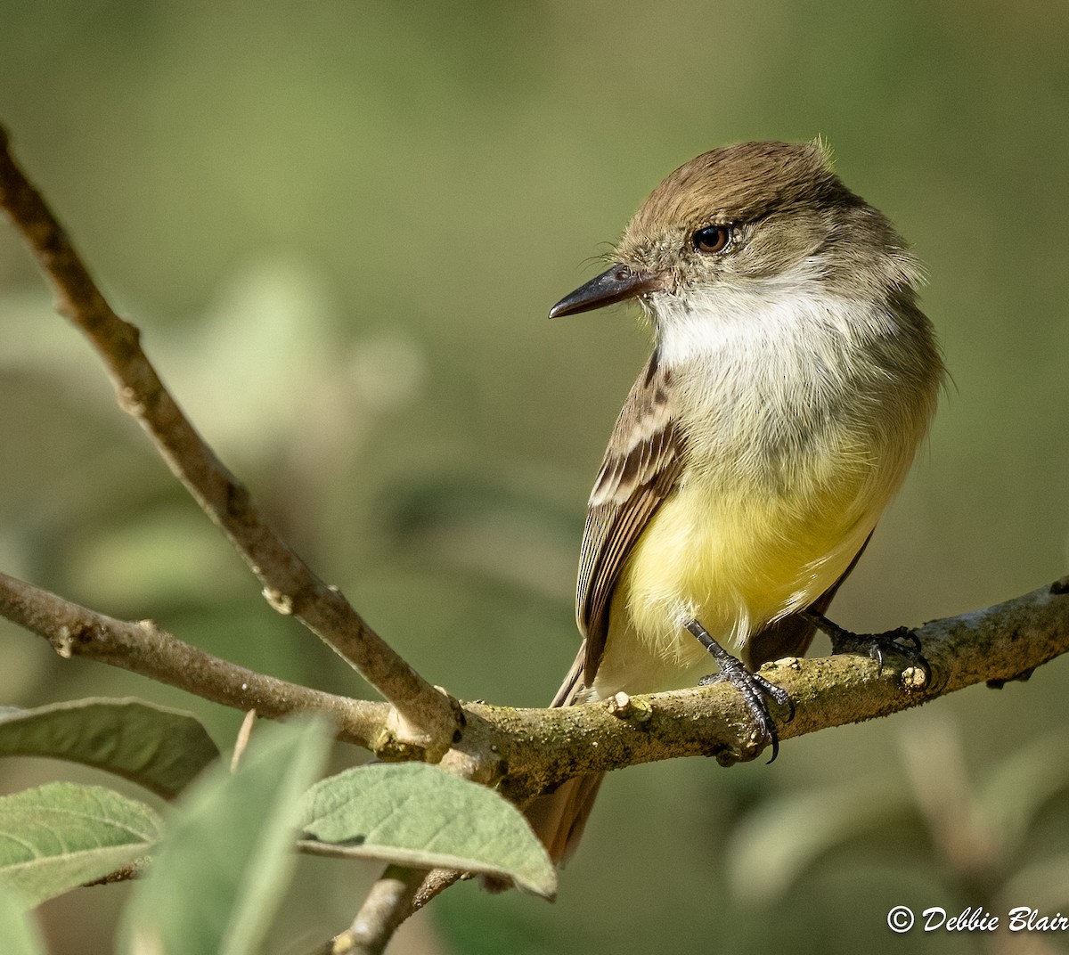 Galapagos Flycatcher - Debbie Blair