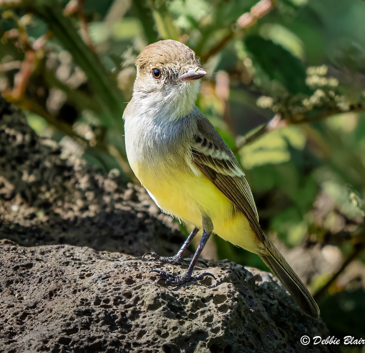 Galapagos Flycatcher - ML623847544