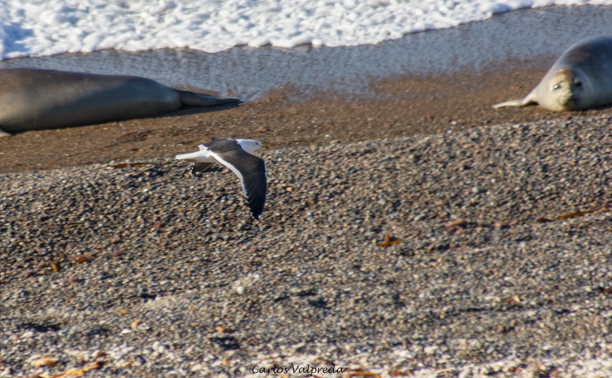 Kelp Gull - ML623847565