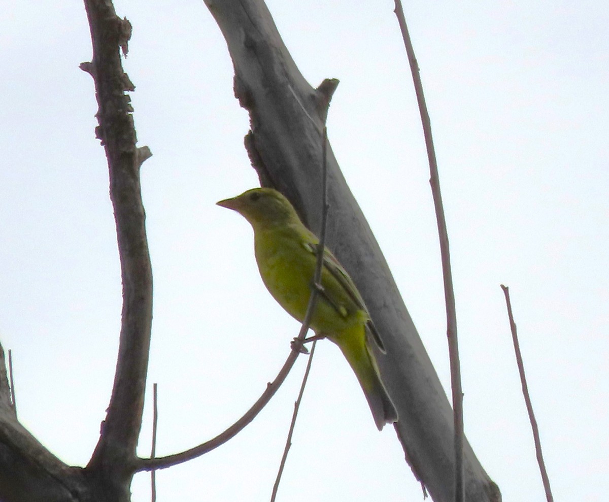 Western Tanager - ML623847570