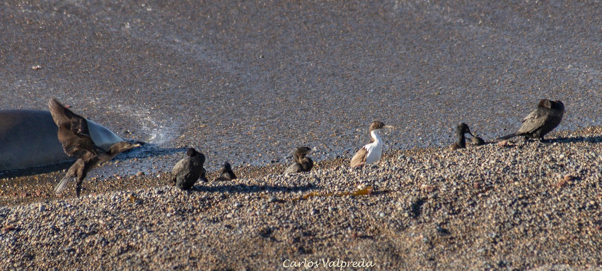 Imperial Cormorant - ML623847616