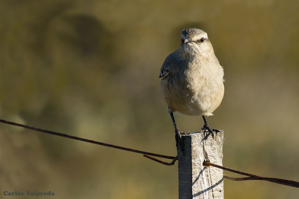 Patagonian Mockingbird - ML623847622