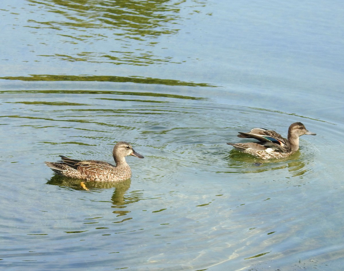 Green-winged Teal - ML623847623